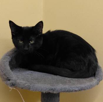 Clove -  Domestic Short Hair Cat for Adoption in Eugene, Oregon - Clove | PetCurious