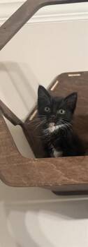 WEEVIL -  Domestic Medium Hair Cat for Adoption in Fort Walton Beach, Florida - WEEVIL | PetCurious