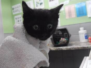 COOKIE -  Domestic Short Hair Cat for Adoption in Omaha, Nebraska - COOKIE | PetCurious