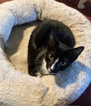 Rescue Domestic Short Hair Cats for Adoption in Macedonia, Ohio - Ronnie Bonded With Rawrence | PetCurious