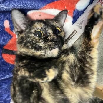 Shuri -  Domestic Short Hair Cat for Adoption in Owosso, Michigan - Shuri | PetCurious