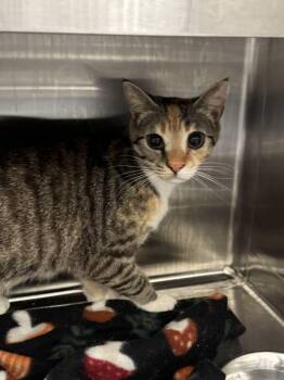 Nancy -  Torbie Cat for Adoption in Hilton Head Island, South Carolina - Nancy | PetCurious