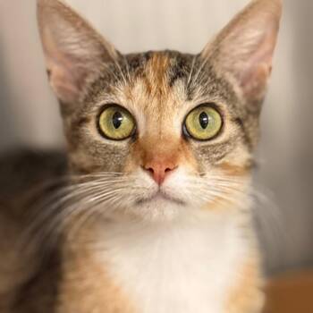 Eclair -  Domestic Short Hair Cat for Adoption in Cumming, Georgia - Eclair | PetCurious