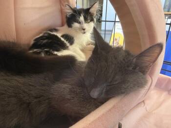 Empurress Katze -  Domestic Medium Hair Cat for Adoption in Chandler, Arizona - Empurress Katze | PetCurious