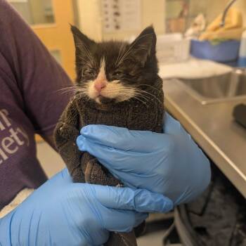 Petrie -  Domestic Short Hair Cat for Adoption in Asheville, North Carolina - Petrie | PetCurious
