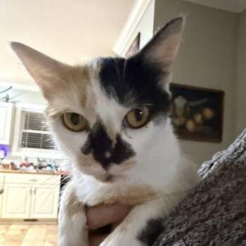 Fern -  Calico Cat for Adoption in Knoxville, Tennessee - Fern | PetCurious
