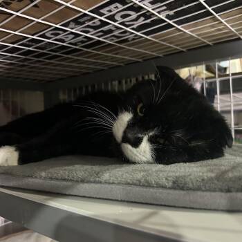 Domestic Short Hair Cats Available for Adoption - Bad Bunny | PetCurious