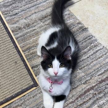 Butterfly -  Domestic Medium Hair Cat for Adoption in Kearneysville, West Virginia - Butterfly | PetCurious