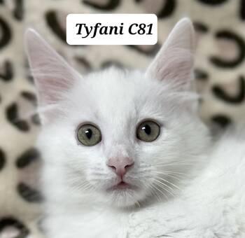 Tyfani -  Domestic Long Hair Cat for Adoption in Morganton, North Carolina - Tyfani | PetCurious