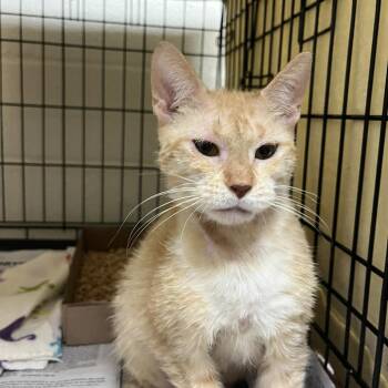 Saranda -  Domestic Short Hair Cat for Adoption in Lyndhurst, Virginia - Saranda | PetCurious
