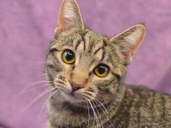 Domestic Short Hair Cats Available for Adoption - Abagail | PetCurious