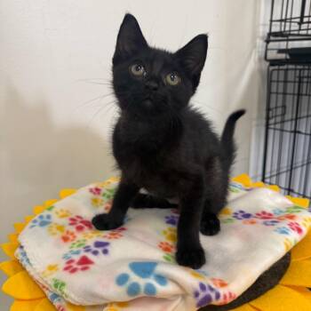 Piper -  Domestic Short Hair Cat for Adoption in Houston, Texas - Piper | PetCurious