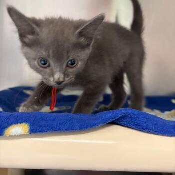 Stoplight Loosejaw -  Domestic Short Hair Cat for Adoption in Mentor, Ohio - Stoplight Loosejaw | PetCurious