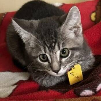 Frick - Lots of Fun -  Tabby Cat for Adoption in Hoquiam, Washington - Frick - Lots Of Fun | PetCurious