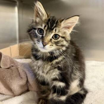 Poblano -  Domestic Long Hair Cat for Adoption in Richmond, Virginia - Poblano | PetCurious