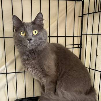Domestic Medium Hair Cats Available for Adoption in Washington, District Of Columbia - Sweetie Pie (FKA Angel) | PetCurious