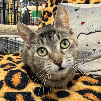 Nyla -  Domestic Short Hair Cat for Adoption in Buffalo, New York - Nyla | PetCurious
