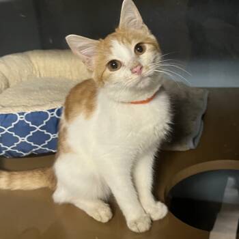 Rescue Domestic Short Hair Cats for Adoption in Uniontown, Pennsylvania - Raphael | PetCurious