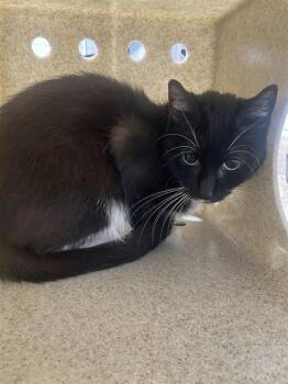 Domestic Short Hair Cats Available for Adoption - STAR | PetCurious