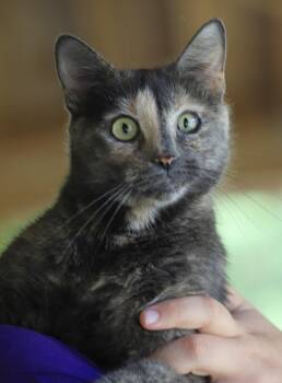 Domestic Short Hair Cats Available for Adoption in North Fort Myers, Florida - Willow | PetCurious