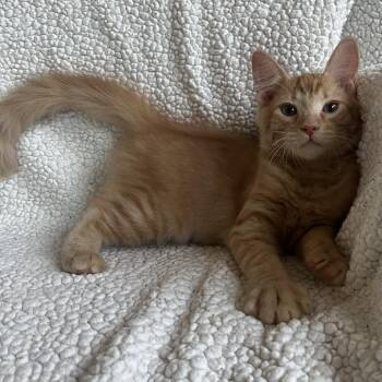 Titan -  Domestic Short Hair Cat for Adoption in Hemet, California - Titan | PetCurious
