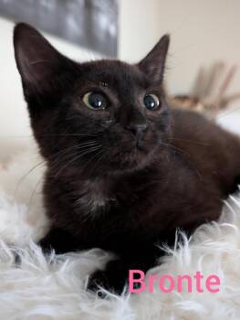 Mavis (FKA Bronte) -  Domestic Short Hair Cat for Adoption in Leonardtown, Maryland - Mavis (FKA Bronte) | PetCurious
