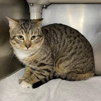 Domestic Short Hair Cats Available for Adoption in Roanoke, Virginia - Derby | PetCurious