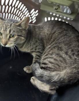 PROSCIUTTO -  Domestic Short Hair Cat for Adoption in Killeen, Texas - PROSCIUTTO | PetCurious