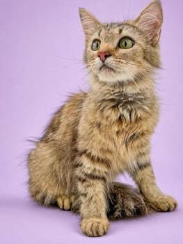 Charlotte -  Domestic Medium Hair and Domestic Short Hair Cat for Adoption in Bowling Green, Kentucky - Charlotte | PetCurious