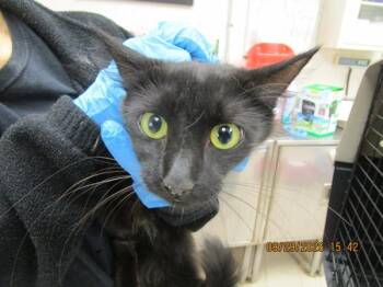 (672) -  Domestic Short Hair Cat for Adoption in Marietta, Georgia - (672) | PetCurious