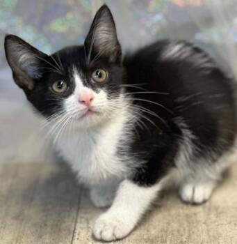 Chestnut -  Domestic Short Hair Cat for Adoption in Shreveport, Louisiana - Chestnut | PetCurious