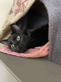 Domestic Short Hair Cats Available for Adoption - Sassafras (Sassy) | PetCurious