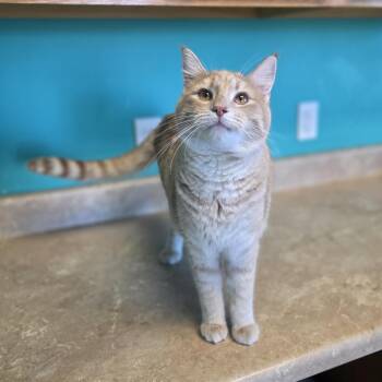 Euclid the Ancient Greek Mathematician -  Domestic Short Hair Cat for Adoption in Brookings, South Dakota - Euclid The Ancient Greek Mathematician | PetCurious