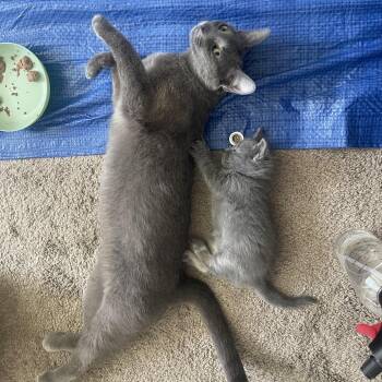 Domestic Short Hair Cats Available for Adoption in Flagstaff, Arizona - Marlene | PetCurious