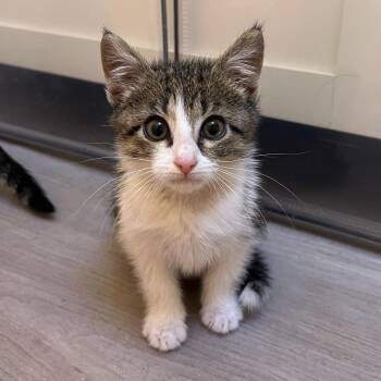 Porsche -  Domestic Short Hair Cat for Adoption in Salt Lake City, Utah - Porsche | PetCurious