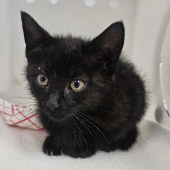 Swift -  Domestic Short Hair Cat for Adoption in Greenville, South Carolina - Swift | PetCurious
