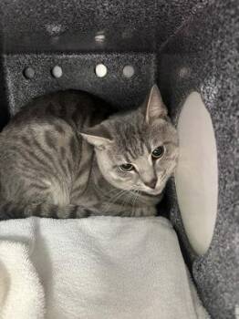 Kash -  Domestic Short Hair Cat for Adoption in Daytona Beach, Florida - Kash | PetCurious