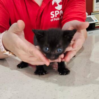 Icarus -  Domestic Short Hair Cat for Adoption in Livingston, Texas - Icarus | PetCurious