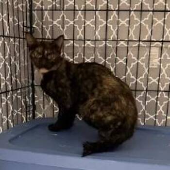 Ismera-C -  Domestic Short Hair Cat for Adoption in East St. Louis, Illinois - Ismera-C | PetCurious