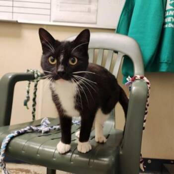 Domestic Short Hair Cats Available for Adoption in Baraboo, Wisconsin - Tippy | PetCurious
