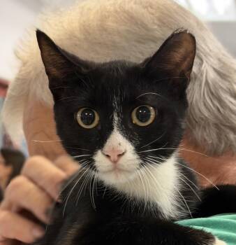 Fudge Round -  Domestic Short Hair Cat for Adoption in Slidell, Louisiana - Fudge Round | PetCurious