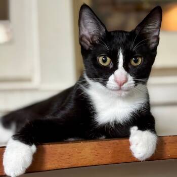 Rescue Domestic Short Hair Cats for Adoption in Fort Lauderdale, Florida - Emmylou | PetCurious