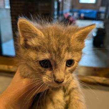 Rescue Domestic Short Hair Cats for Adoption in Marshall, Virginia - Apple | PetCurious