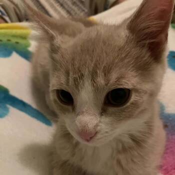 Railbird -  Domestic Short Hair Cat for Adoption in Lexington, Kentucky - Railbird | PetCurious