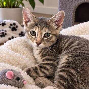 Silvey -  Domestic Short Hair Cat for Adoption in Tustin, California - Silvey | PetCurious