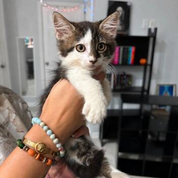 Xaden (Ragdoll) -  Ragdoll Cat for Adoption in Tampa, Florida - Xaden (Ragdoll) | PetCurious