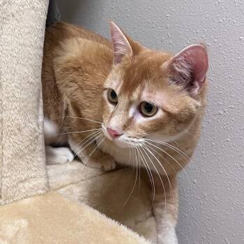 Domestic Short Hair Cats Available for Adoption - Tiny | PetCurious