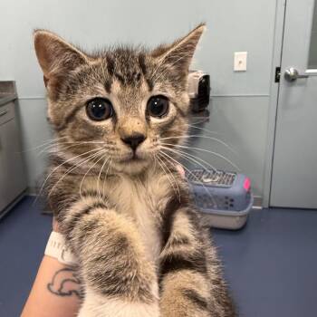 Donny Meatloaf -  Domestic Short Hair Cat for Adoption in Greensboro, North Carolina - Donny Meatloaf | PetCurious