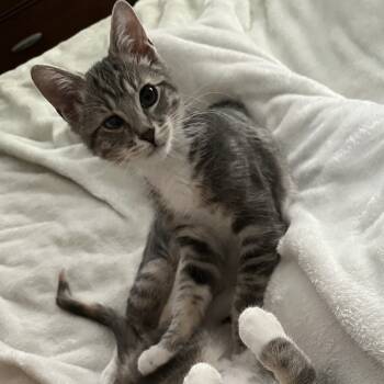 Rescue Domestic Short Hair Cats for Adoption in Santa Rosa, California - Quinn | PetCurious