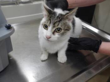 RANCH -  Domestic Short Hair Cat for Adoption in Santa Rosa, California - RANCH | PetCurious